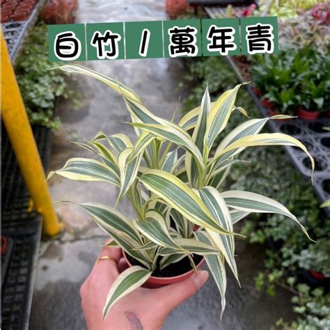 淨化空氣招財室內植物|2024新年招財植物推薦！10種室內開運盆栽、客廳餐廳擺設位置。